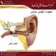 عفونت گوش میانی دکتر بهزاد خوش رفتار